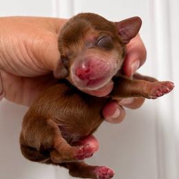 Female Three - Chocolate and tan female Dachshund puppy in Blackstone, Virginia from Cheyenne's Dachshunds