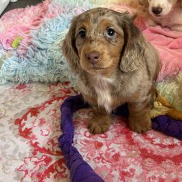 Dapple - Dapple female Dachshund puppy in Belfair, Washington from SnortVille Frenchies & CreekSide Mini Doxies