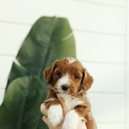 Blue Boy - Red  male Goldendoodle puppy in Rio Linda, California from GoldendoodlePaw