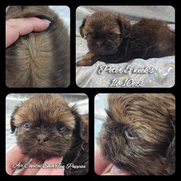 Peter - Chocolate male Shih Tzu puppy in Maize, Kansas from Air Capital Shih Tzu Puppies