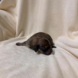 Casper - Cream male Dachshund puppy in Winder, Georgia from Southern Drawl Dachshunds