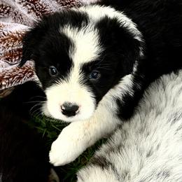 OGGY - Black and white male Border Collie puppy in Lakeview, Michigan from Haven Creek Farm