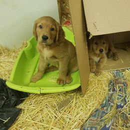 Golden Retriever Puppies from Goldens of Hamm Hollow