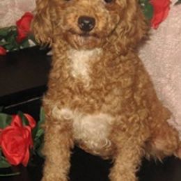 Pomeranians, Poodles, and Yorkshire Terriers from Las Vegas Paws