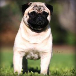 Pugs from Millpond Pugs