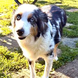 Jill - Miniature Australian Shepherd