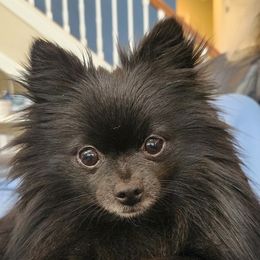 Pluto - Pomeranian