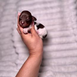 Scout - Piebald male Dachshund puppy in Ceres, California from Rockin' M’s LilBitty Dachshunds (LBD)