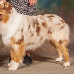 Australian Shepherds from Lil Pines Aussies