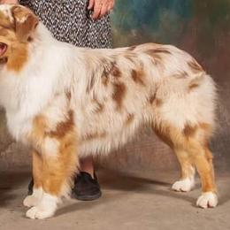 Australian Shepherds from Lil Pines Aussies