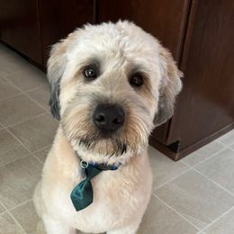Max - Soft Coated Wheaten Terrier
