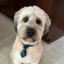 Max - Soft Coated Wheaten Terrier