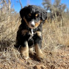Chief - Double Doodle puppy from Dry Canyon Pups