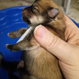 Grey collar boy - Orange sable male Pomeranian puppy in Parthenon, Arkansas from Michelle's Poms