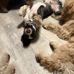 Goldendoodles, Poodles, and Sheepadoodles from Doodle-Cove