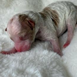 Male 4th Born - Parti male Poodle puppy in Tampa, Florida from The Sweet Life of a Toy Poodle