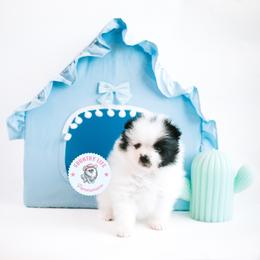 Pomeranian Puppies from Country Life Pomeranians