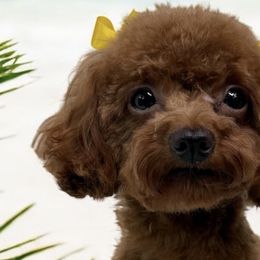 Cavalier King Charles Spaniels, Cavapoos, and Poodles from Mario’s Pups