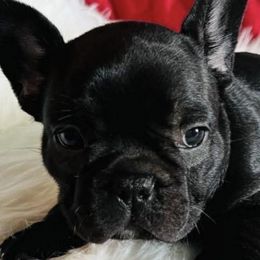 French Bulldogs from Summit View Frenchies