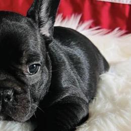 French Bulldogs from Summit View Frenchies