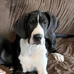 Dottie - Mantle female Great Dane puppy in Clayton, Washington from DaneLand Farm