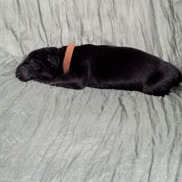 Brown collar - Black and beige male Shiloh Shepherd puppy in Watchung, New Jersey from Blue Moon Shilohs