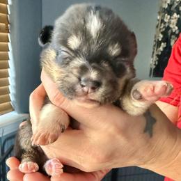 Two - Black and tan male Pembroke Welsh Corgi puppy in Riverside, California from Four Aces Corgis