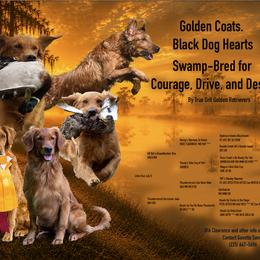 Golden Retriever Puppies from True Grit Golden Retrievers