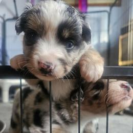 Martini - Blue merle female Miniature American Shepherd puppy in New Providence, Pennsylvania from Tons of Kisses