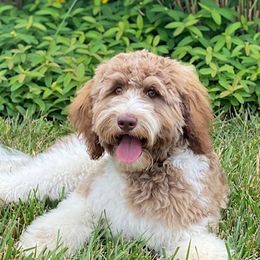 Brooklyn - Australian Labradoodle