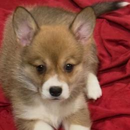Margo - Sable female Pembroke Welsh Corgi puppy in Delray Beach, Florida from Holly's Pembroke Welsh Corgis