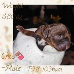 Choco Brown - Brown male Cockapoo puppy in Demorest, Georgia from Royal Cockapoo Playhouse