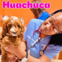 Cavapoo Puppies from Patriot Pups Cavapoos