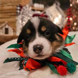 Boy 2 - Black and tan Pembroke Welsh Corgi puppy in Atascadero, California from California Corgis and Kunes