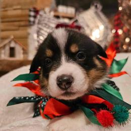 Boy 2 - Black and tan Pembroke Welsh Corgi puppy in Atascadero, California from California Corgis and Kunes