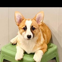 Mini muffin - Red female Pembroke Welsh Corgi puppy in Saint George, South Carolina from Carolina cotton candy corgis