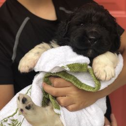 Newfoundland Puppies from Bookcliff Newfies