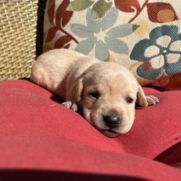 Girl 3 - female Labrador Retriever puppy in Alger, Ohio from Osborne Family Retrievers