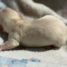 Ckc Longhair ee cream female - Cream female Dachshund puppy in Anderson, California from Golden Paws Dachshunds
