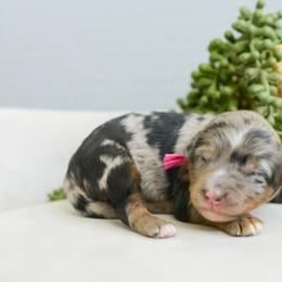 Aria - female Australian Mountain Doodle puppy in Spanish Fork, Utah from K Brand Doodles