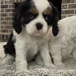 Cavalier King Charles Spaniel Puppies from Ridgefield Cavaliers