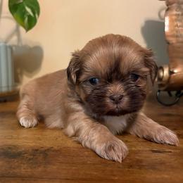 Willow - Liver female Shih Tzu puppy in Clifton, Texas from 5Z Shih Tzu Squad