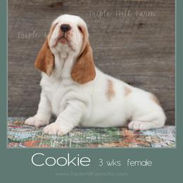 Cookie - Red and white female Basset Hound puppy in Jefferson City, Missouri from Triple Hill Farm