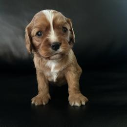 Mary - Blenheim female Cavalier King Charles Spaniel puppy in Columbus Ga, Georgia from Sweet Southern Cavaliers and Chihuahuas