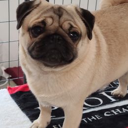 Pugs from Kelz Pugz