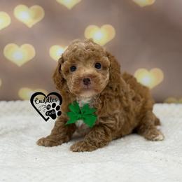 Jake - Apricot male Poodle puppy in Nashville, Arkansas from Cuddles n Curls