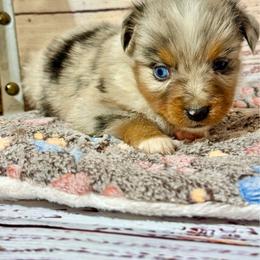 Candy copper female - Blue merle female Miniature Australian Shepherd puppy in Lemon Cove, California from Magic Ranch Mini Aussies