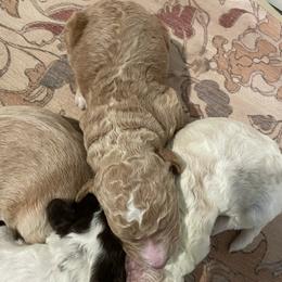 Henry - Apricot male Goldendoodle puppy in Stafford, Virginia from Morris Doodles Virginia