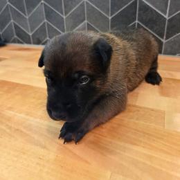 Bashful - Fawn male Belgian Malinois puppy in Signal Mountain, Tennessee from Torgun Police Dogs