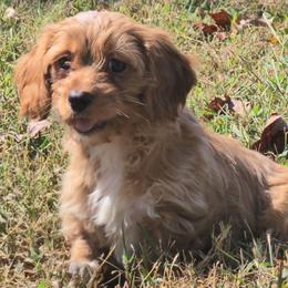 Tanna - Apricot female Cavapoo puppy in Lebanon, Kentucky from Mosaic Merle Doodles